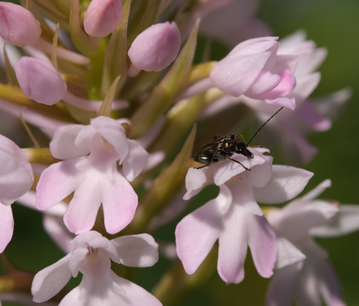 Ultime orchidee per quest''anno - Dalla Grecia con passione